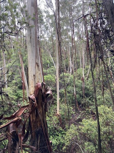 Eucalyptus oreades, photographed by Thomas Mesaglio