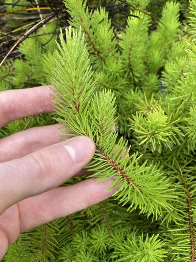Persoonia chamaepitys, photographed by Thomas Mesaglio
