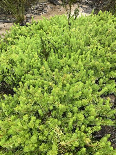 Persoonia chamaepitys, photographed by Thomas Mesaglio