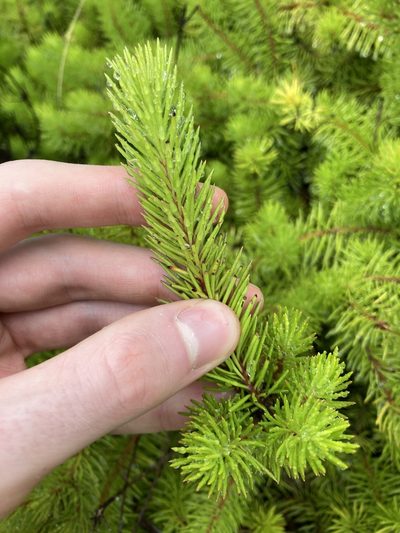 Persoonia chamaepitys, photographed by Thomas Mesaglio