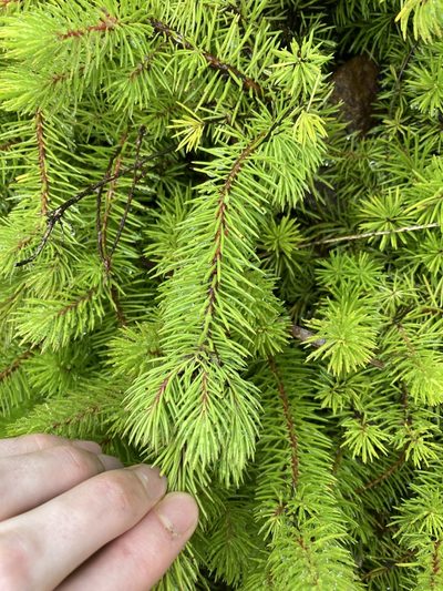 Persoonia chamaepitys, photographed by Thomas Mesaglio