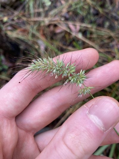 Echinopogon caespitosus, photographed by Thomas Mesaglio