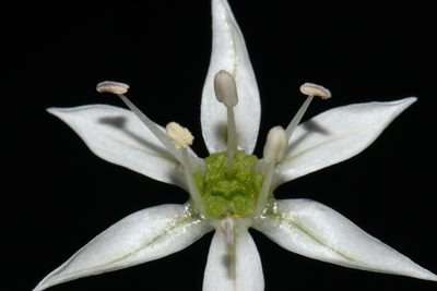 Allium cuthbertii, photographed by Brian Finzel