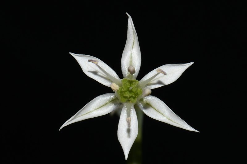 Allium cuthbertii, photographed by Brian Finzel