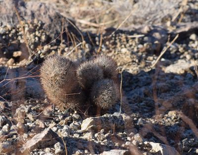 Pelecyphora alversonii, photographed by velodrome