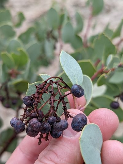 Arctostaphylos mewukka, photographed by Justin