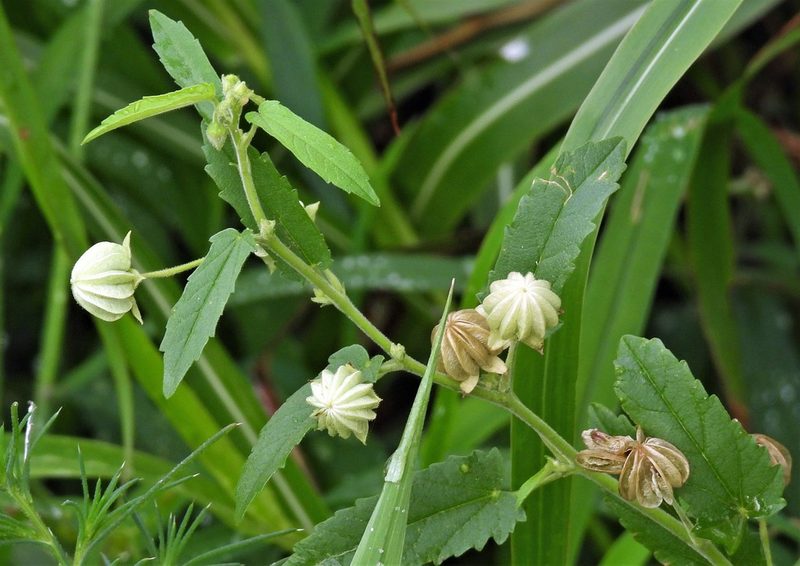 Gaya parviflora, photographed by Hugo Hulsberg