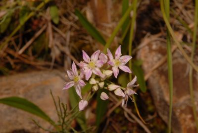 Allium speculae, photographed by Brian Finzel