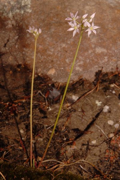 Allium speculae, photographed by Brian Finzel