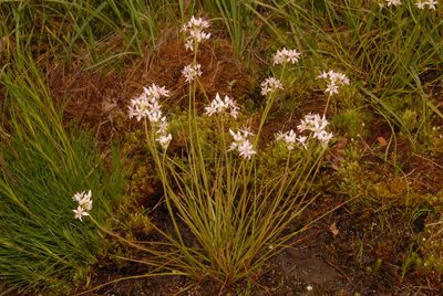 Allium speculae, photographed by Brian Finzel