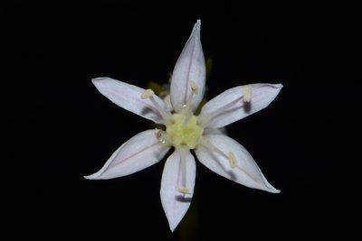 Allium speculae, photographed by Brian Finzel