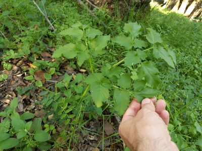 Angelica californica, photographed by Ken-ichi Ueda