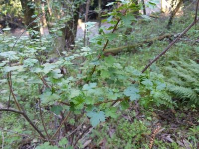 Ribes menziesii, photographed by Ken-ichi Ueda