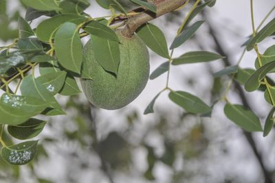 Swietenia mahagoni, photographed by cappycollins