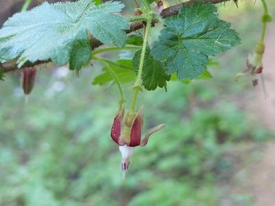 Ribes menziesii, photographed by Ken-ichi Ueda