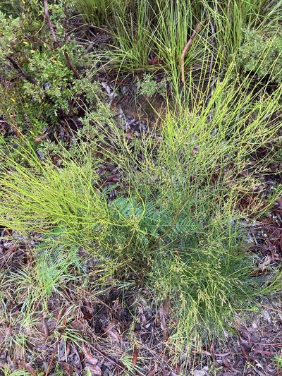Leptomeria acida, photographed by Thomas Mesaglio