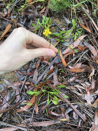 Goodenia bellidifolia, photographed by Thomas Mesaglio