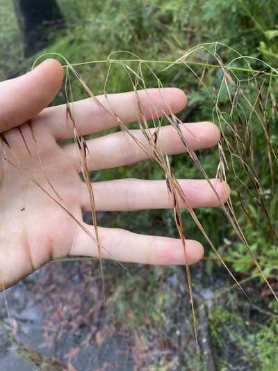 Austrostipa pubescens, photographed by Thomas Mesaglio
