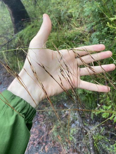 Austrostipa pubescens, photographed by Thomas Mesaglio