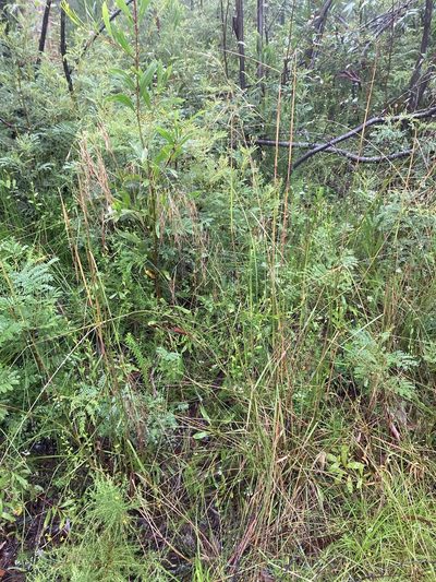 Austrostipa pubescens, photographed by Thomas Mesaglio