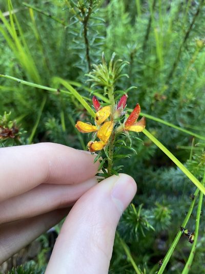 Phyllota squarrosa, photographed by Thomas Mesaglio