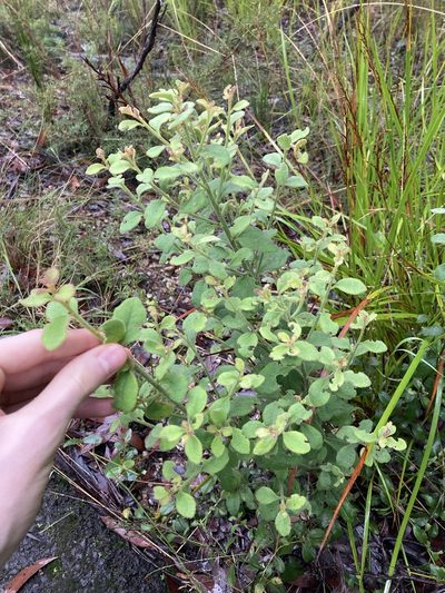 Dampiera purpurea, photographed by Thomas Mesaglio