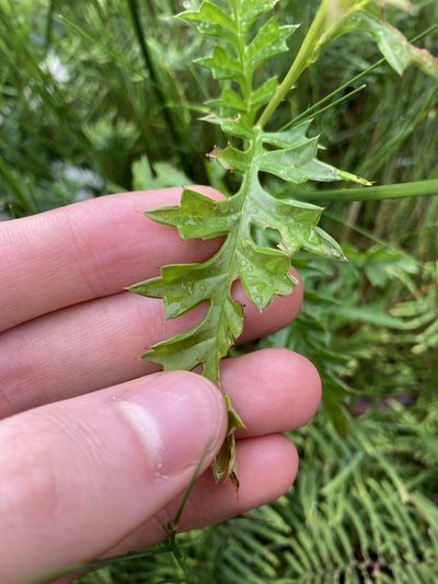 Grevillea acanthifolia, photographed by Thomas Mesaglio