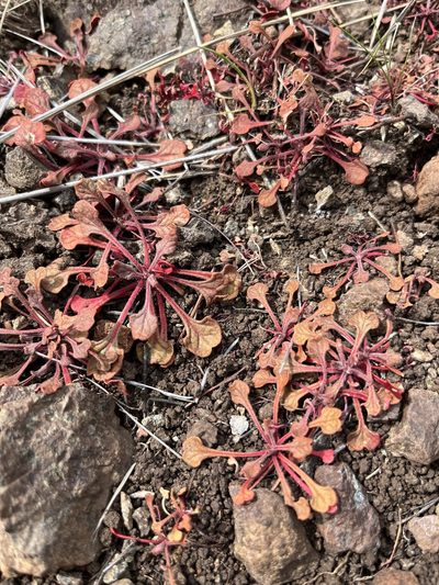 Chorizanthe breweri, photographed by Kristen Nelson