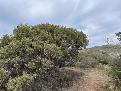 Arctostaphylos obispoensis, photographed by Kristen Nelson