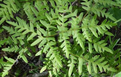 Cheiloplecton rigidum, photographed by Neptalí Ramírez Marcial