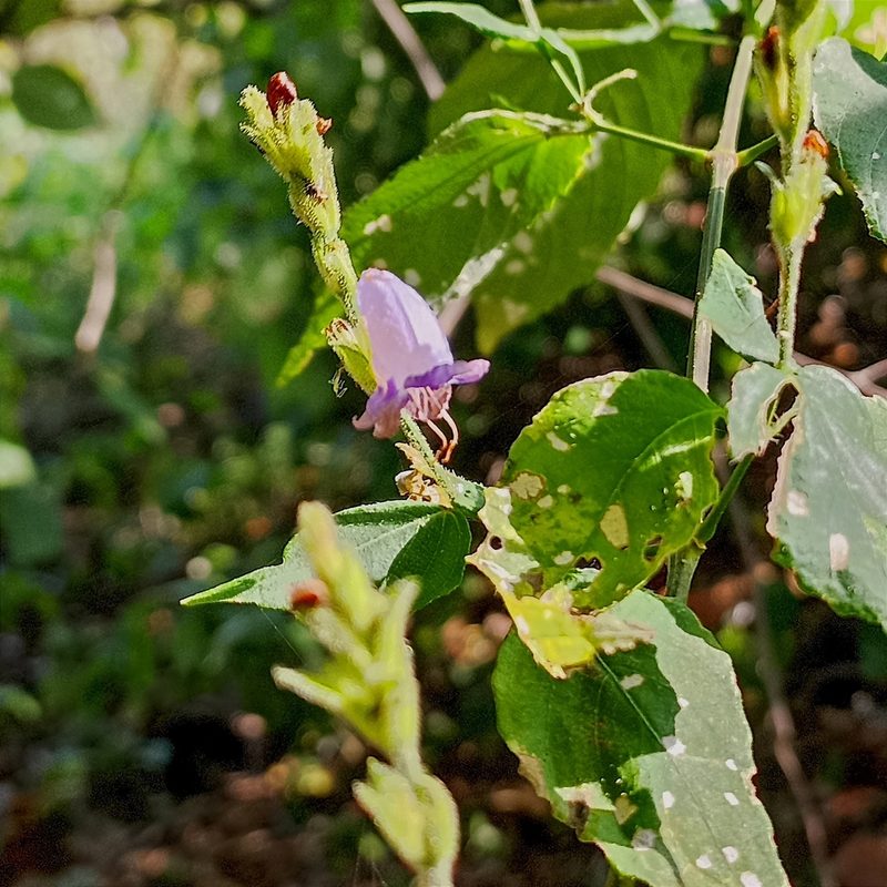 Strobilanthes cordifolia, photographed by Paulmathi Vinod