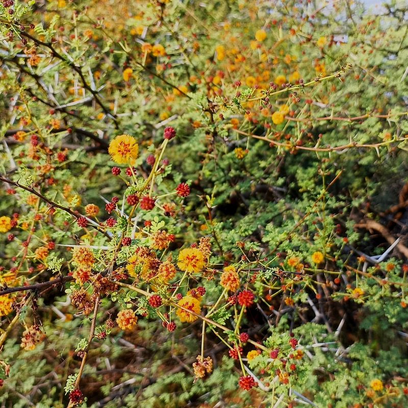Vachellia eburnea, photographed by Paulmathi Vinod