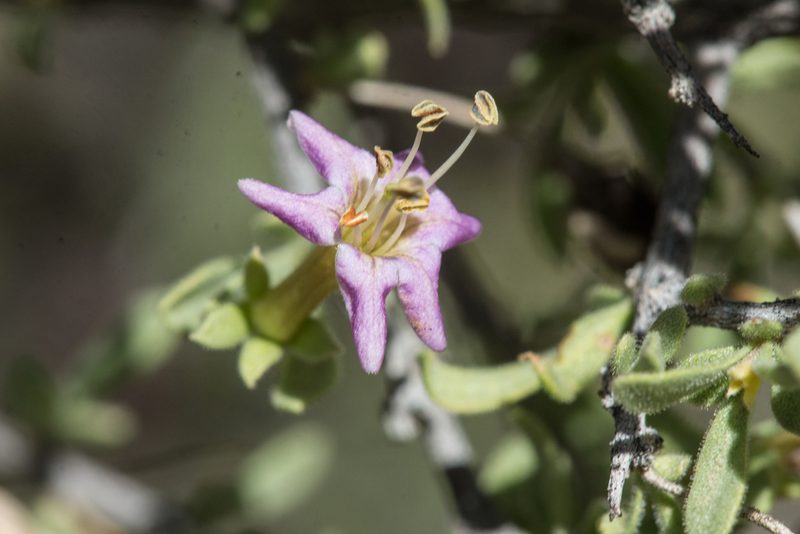 Lycium parishii, photographed by Craig Martin