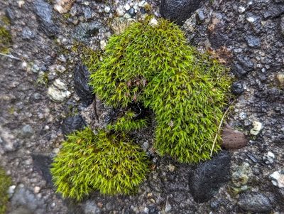 Schistidium papillosum, photographed by Braden J. Judson