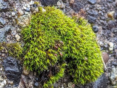 Schistidium papillosum, photographed by Braden J. Judson