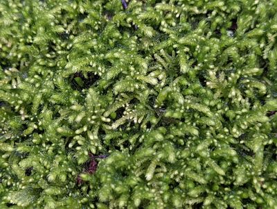 Claopodium bolanderi, photographed by Braden J. Judson