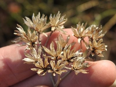 Verbesina virginica, photographed by Sam Kieschnick