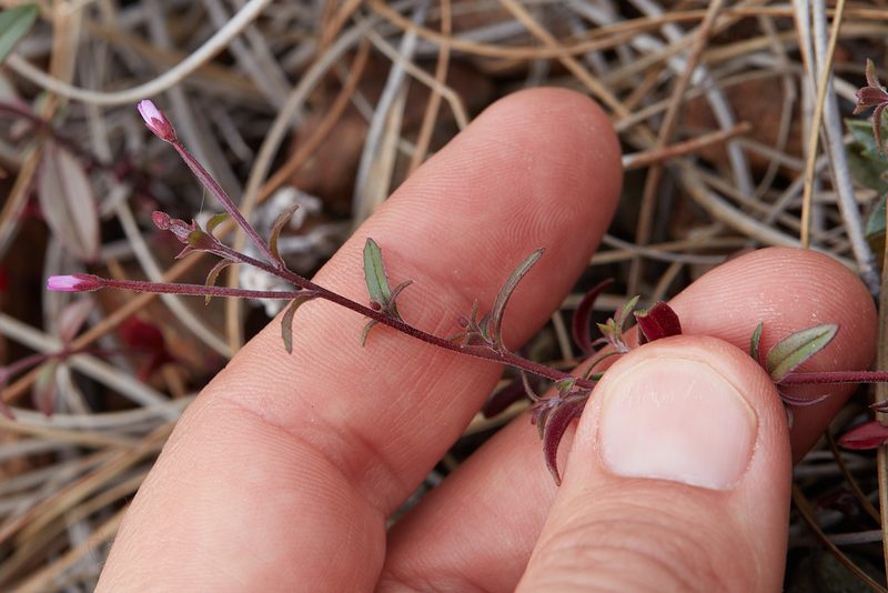 Epilobium minutum, photographed by Ken-ichi Ueda