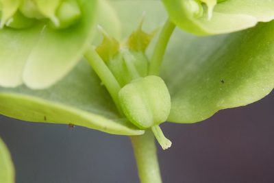 Euphorbia crenulata, photographed by Ken-ichi Ueda