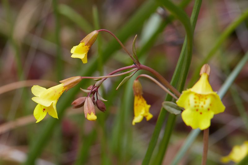 Erythranthe nudata, photographed by Ken-ichi Ueda