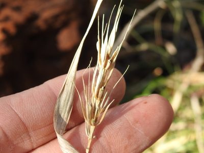 Elymus virginicus, photographed by Sam Kieschnick