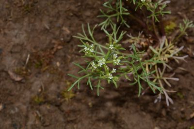 Ammoselinum popei, photographed by Brian Finzel