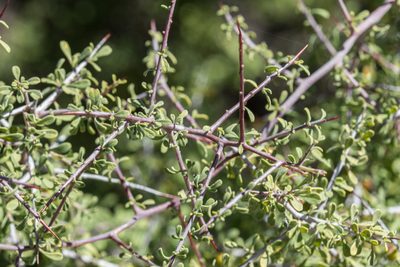 Lycium parishii, photographed by Craig Martin
