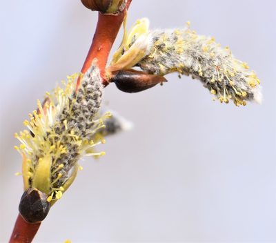 Salix petiolaris, photographed by Eric Lamb