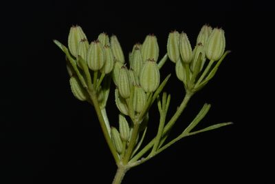 Ammoselinum popei, photographed by Brian Finzel