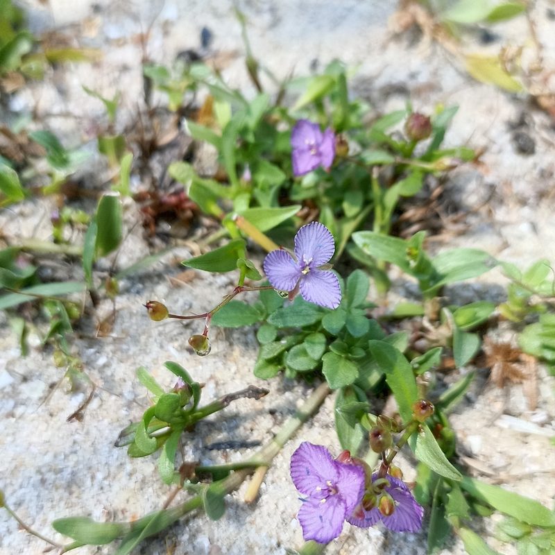 Murdannia striatipetala, photographed by Paulmathi Vinod