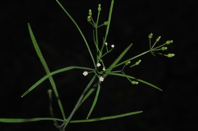 Cynosciadium digitatum, photographed by Brian Finzel