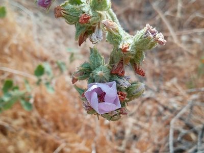 Malacothamnus marrubioides, photographed by Daniel S.