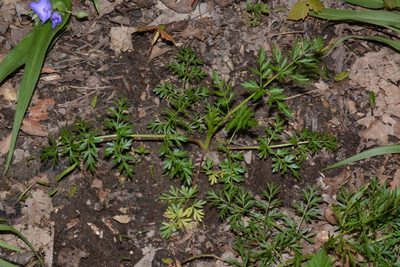 Perideridia americana, photographed by Brian Finzel