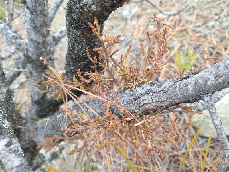 Arceuthobium siskiyouense, photographed by Drew Meyer